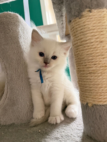 GCCF rare Lilac ragdolls