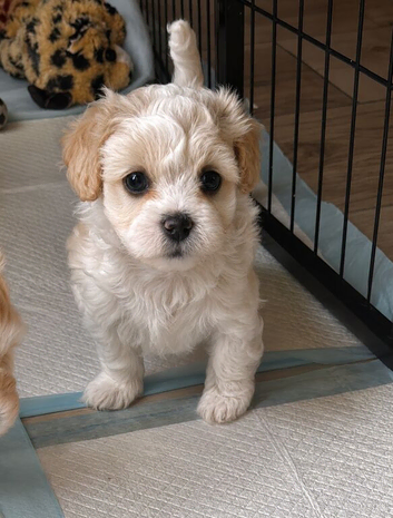 Heavenly maltipoo puppies!