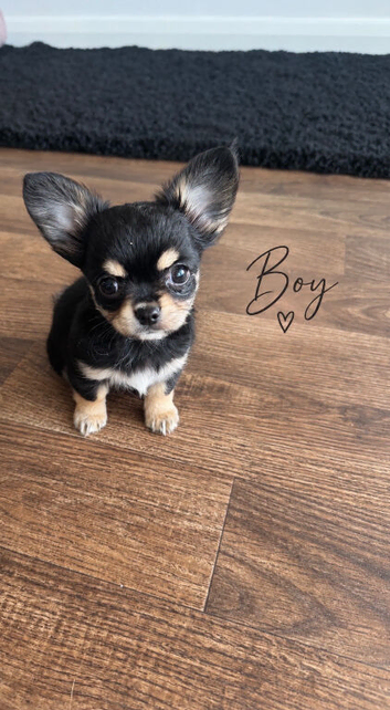Chihuahua long coat puppies