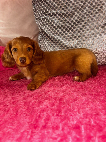 Long Haired Miniature Dachshund