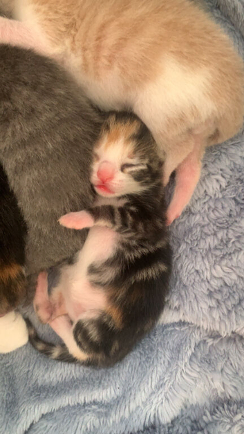 Tortleshell kitten for sale
