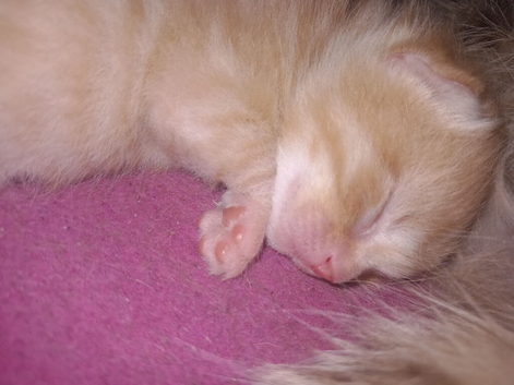 Female ginger kittens ready mid july