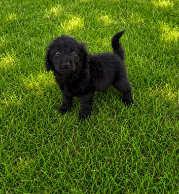 Cocker spaniel
