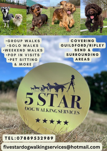 5 Star Dog Walking Services