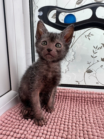 Pedigree Lykoi Kittens