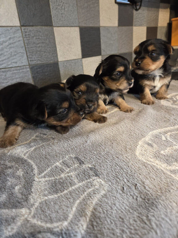 Yorkshire terrier biewer puppies for sale