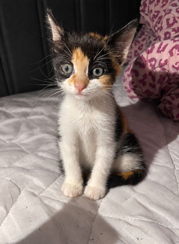 calico kitten