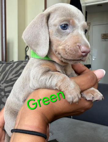 Beautiful miniture dachshund puppies