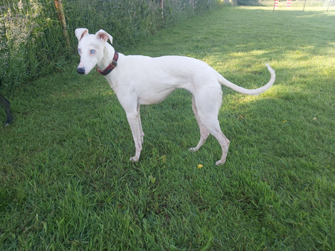 Beautiful DEAF little whippet lurcher girl