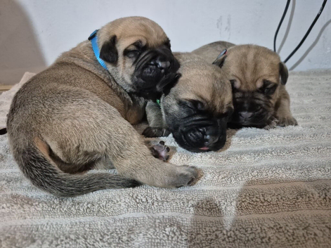 Bull mastiff puppies