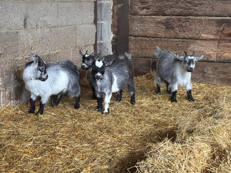 Pygmy Goat Wethers