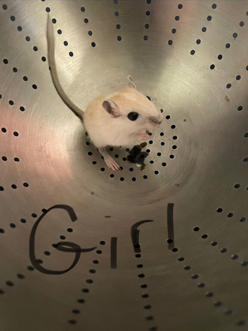 Baby gerbils