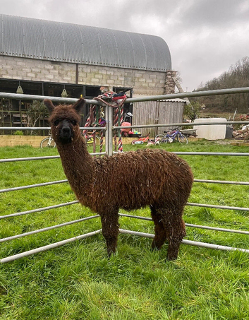 Trio of Young Female Pet Alpacas
