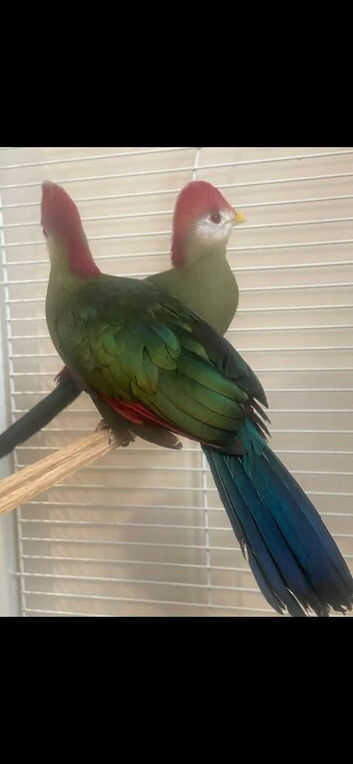 Turaco(Tiki Toki)