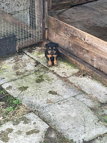 Black and Tan lakie bitch pup for sale