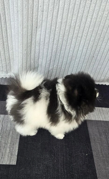 BEAUTIFUL TEDDY FACE POMERANIAN PUPPIES