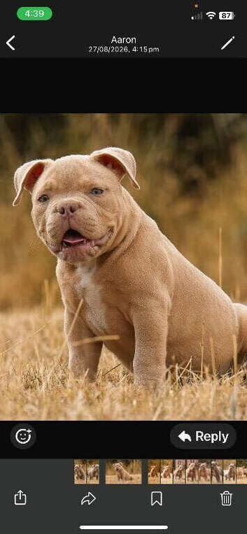Pocket bullies