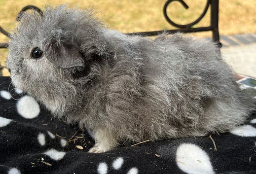 Texel boy guinea pigs