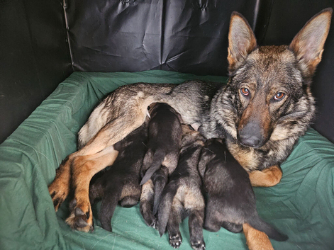 Pedigree German Shepherd Puppies