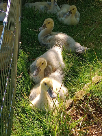 Muscovy 1yr Old Drake and 5 Drake Chicks 4 weeks old Free Central Scotland