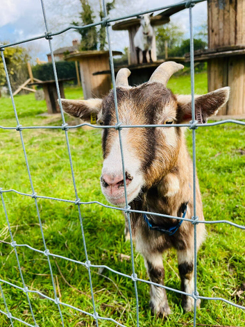Pygmy wether looking for experienced home.