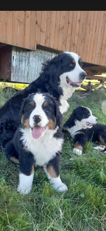 Bernese mountain pups