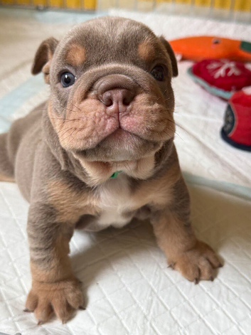 KC English bulldogs