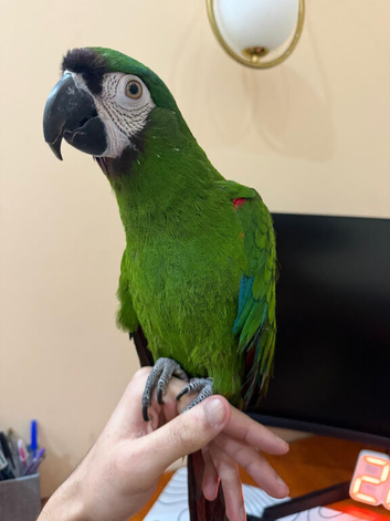 Silly Tame Severe Macaw
