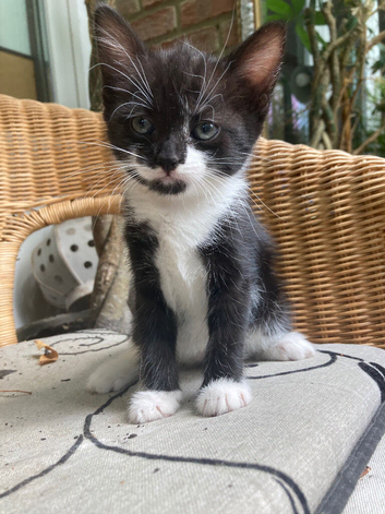 Adorable Tuxedos Kittens