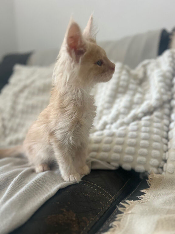 Mainecoon kittens stunning!! TICA