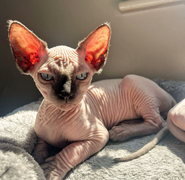 Male Sphynx