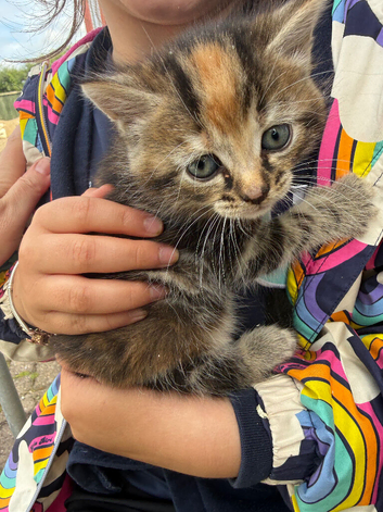 2 beautiful fluffy kittens male and female