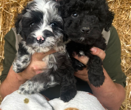 Rare Bordoodle puppies