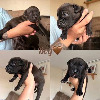 Puppies for sale