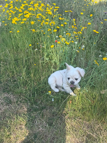 Fluffy Frenchie