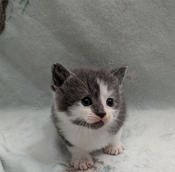 Beautiful kittens for new homes