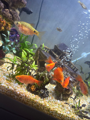 School of Rosy Barbs.
