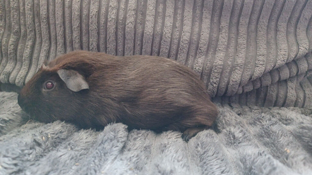 Beautiful male guinea pigs