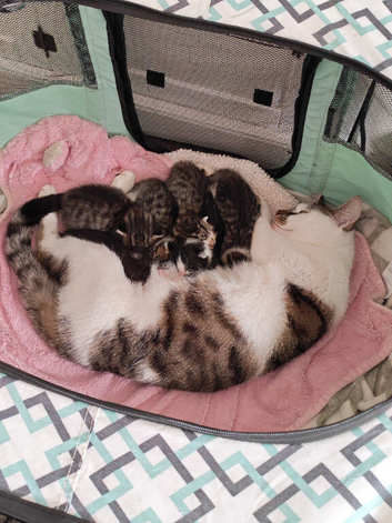 Three 16 week old Kittens
