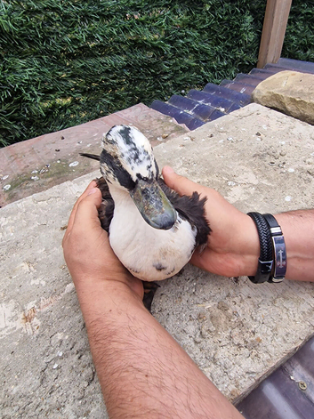 Ducks Drakes for sale