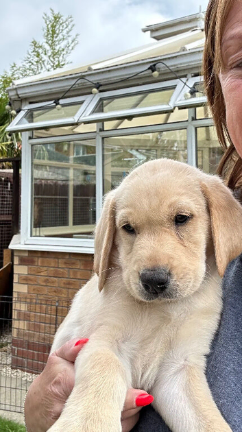 Labrador puppies