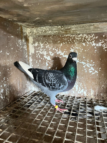 Racing pigeons for sale