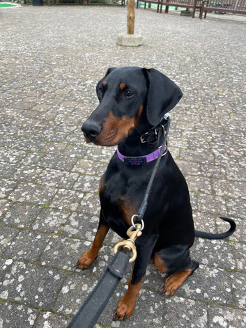 Looking for Doberman stud