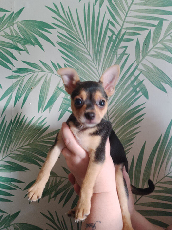 Lovely little mixed breed pup