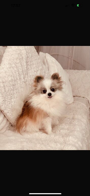 Male teacup Pomeranian