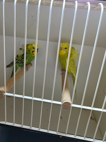 Helicopter budgies