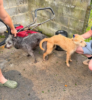 Bedlington whippet bitch pup
