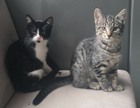 Last 2 babies left due to timewasters