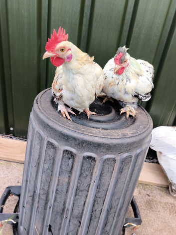 2 Pekin x cocks and a male quail