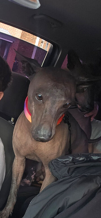 Xoloitzcuintli